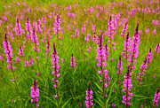 Purple loosestrife, lythrum salicaria in a grassfield - digital painting Digital Art by Nicko Prints
