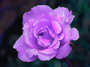 Purple Rain Photograph by Gina Fitzhugh