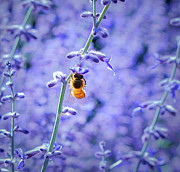 Blue Sage Photograph by Rebecca Herranen