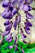 Purple Serenity A Graceful Cluster of Wisteria Blossoms Photograph by Travel Essayist