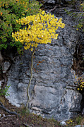 Quaking Aspen Against Granite Photograph by Mary Lee Dereske