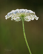 Queen Anne's Lace #7628 Photograph by Dan Beauvais
