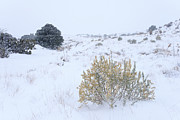 Quiet New Mexico Landscape Photograph by Mary Lee Dereske