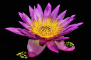 Radiant Bloom Photograph by Susan Candelario