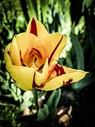 Radiant Elegance Vibrant Yellow Tulip with Striking Red Accents Photograph by Travel Essayist