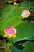 Radiant Waters Blooming Lotus Flowers in Sunlit Serenity Photograph by Travel Essayist