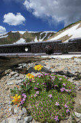 Railroad track flowers Photograph by Sunniye Buesing