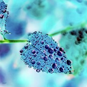 Rain drops on a leaf Digital Art by Bruce Block