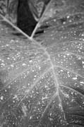 Rain Drops On Elephant's Ear Black And White Photograph by Steven Sparks