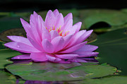 Rain Kissed Lily Photograph by Gina Fitzhugh