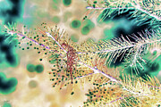 Raindrops on evergreen tree Digital Art by Bruce Block