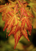 Rainy Day Maple Photograph by Dodie Ross
