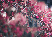 Cherry Tree Photograph by Gian Smith