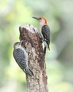 Red bellied Woodpecker Photograph by Jim E Johnson