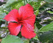 Red Chinese Hibiscus Photograph by Donald Barnett