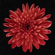 Red Chrysanthemum Photograph by Joy Garso