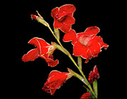 Red Gladiolus against a Black Background Photograph by Robert Niemeier