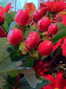 Red is the Color of Love Photograph by Juliette Becker