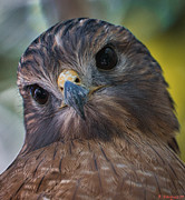 Red Shouldered Hawk Looking Inquisitive Photograph by Rene Vasquez