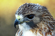 Red Shouldered Hawk Portrait Photograph by Gina Fitzhugh
