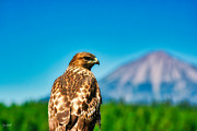 Red-Shouldered Hawk with Mt. McLaughlin in the Background Photograph by Bruce Block