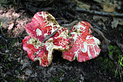Red Shrooms Photograph by Steven Nelson