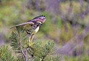 Red Tail Hawk Photograph by Bob Falcone
