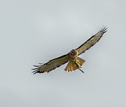 Red Tailed Hawk Successful Hunt Photograph by Michael DeGrenier