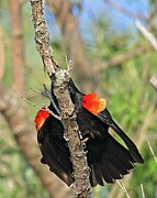 Red Winged Blackbird 2 Photograph by Steven Ralser