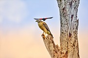 Red winged blackbird attacking red-shouldered hawk Photograph by David McKinney