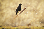 Red-Winged Blackbird on Cattail - Lassen County California Photograph by Mike Lee