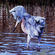 Reddish Egret 106A Photograph by Sally Fuller