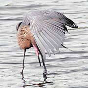 Reddish Egret 148B Photograph by Sally Fuller