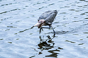 Reddish Egret 68A Photograph by Sally Fuller