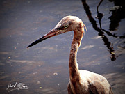 Reddish Egret Photograph by David McKinney