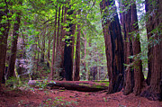 Redwood Trees Photograph by Matthew DeGrushe