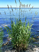 Reed Canary Grass Photograph by William Norton