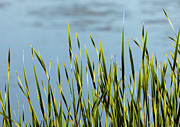 Reeds Photograph by Kevin Schwalbe