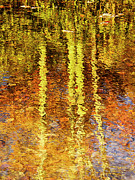 Reflection of Fall Trees Photograph by Charles Floyd