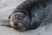 Relaxing on the beach Photograph by Abigail Diane Photography