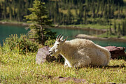 Resting Mountain Goat Photograph by Nancy Gleason