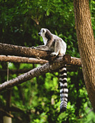 Ring tailed Lemur Catta sitting on a tree Photograph by Abigail Diane Photography