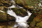 Roadside Beauty Photograph by Gina Fitzhugh