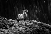 Rocky Mountain Bighorn Ram Photograph by Dan Sproul