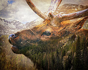 Rocky Mountain Elk Double Exposure Mixed Media by Dan Sproul