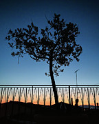 Rooftop Tree Sunset Photograph by Steven Nelson