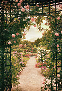 Rose Garden Grace Photograph by Jessica Jenney