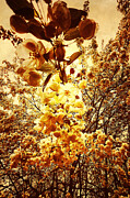 Rose Gold Apple Blossoms Photograph by Onedayoneimage Photography
