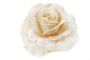 Rose Soft Focus Texture Photograph by Severija Kirilovaite