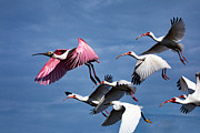 Roseate 30A Ibis Snowy Photograph by Sally Fuller